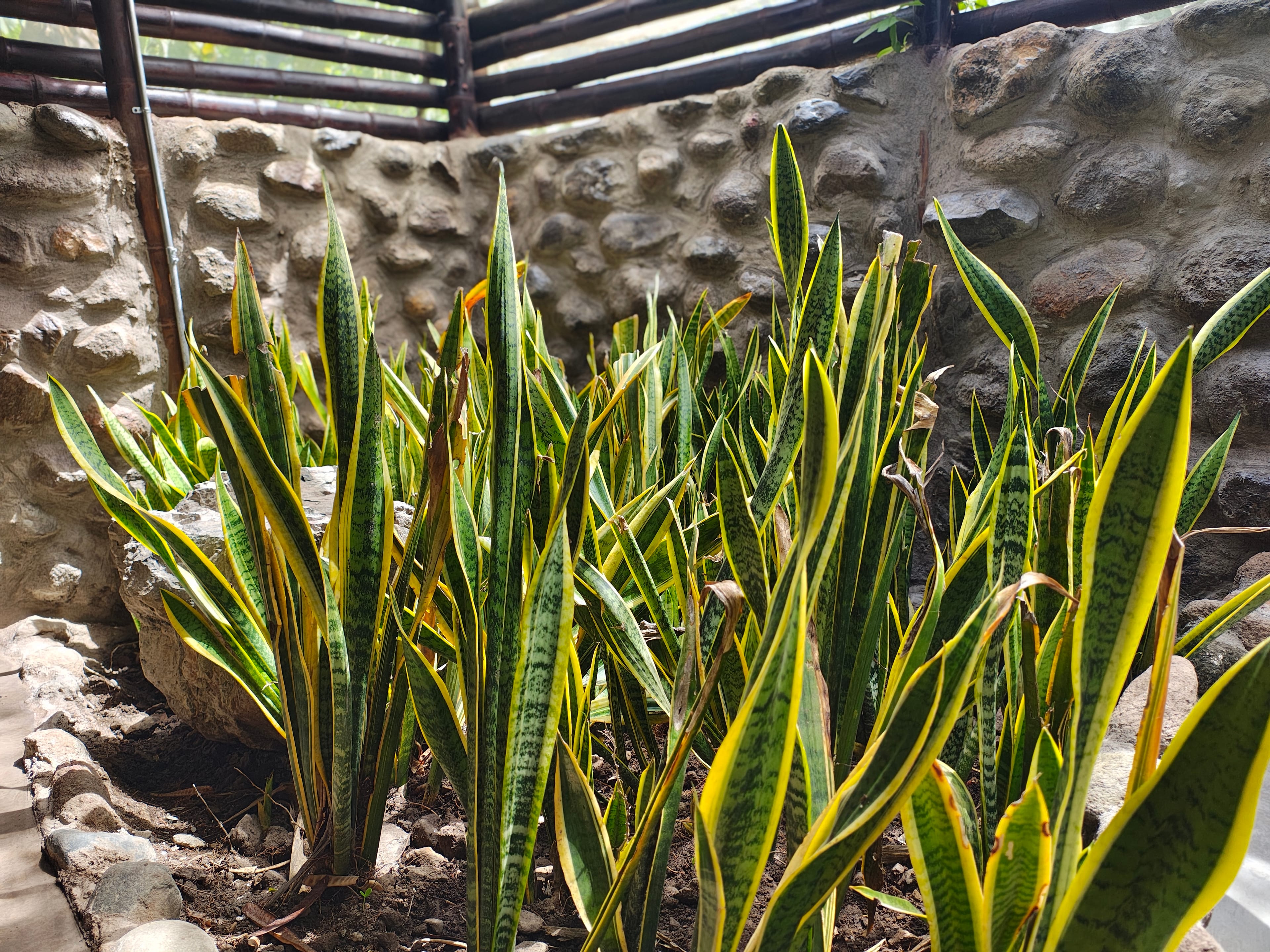Jardín interior del baño con plantas sansevieria y muro de piedra