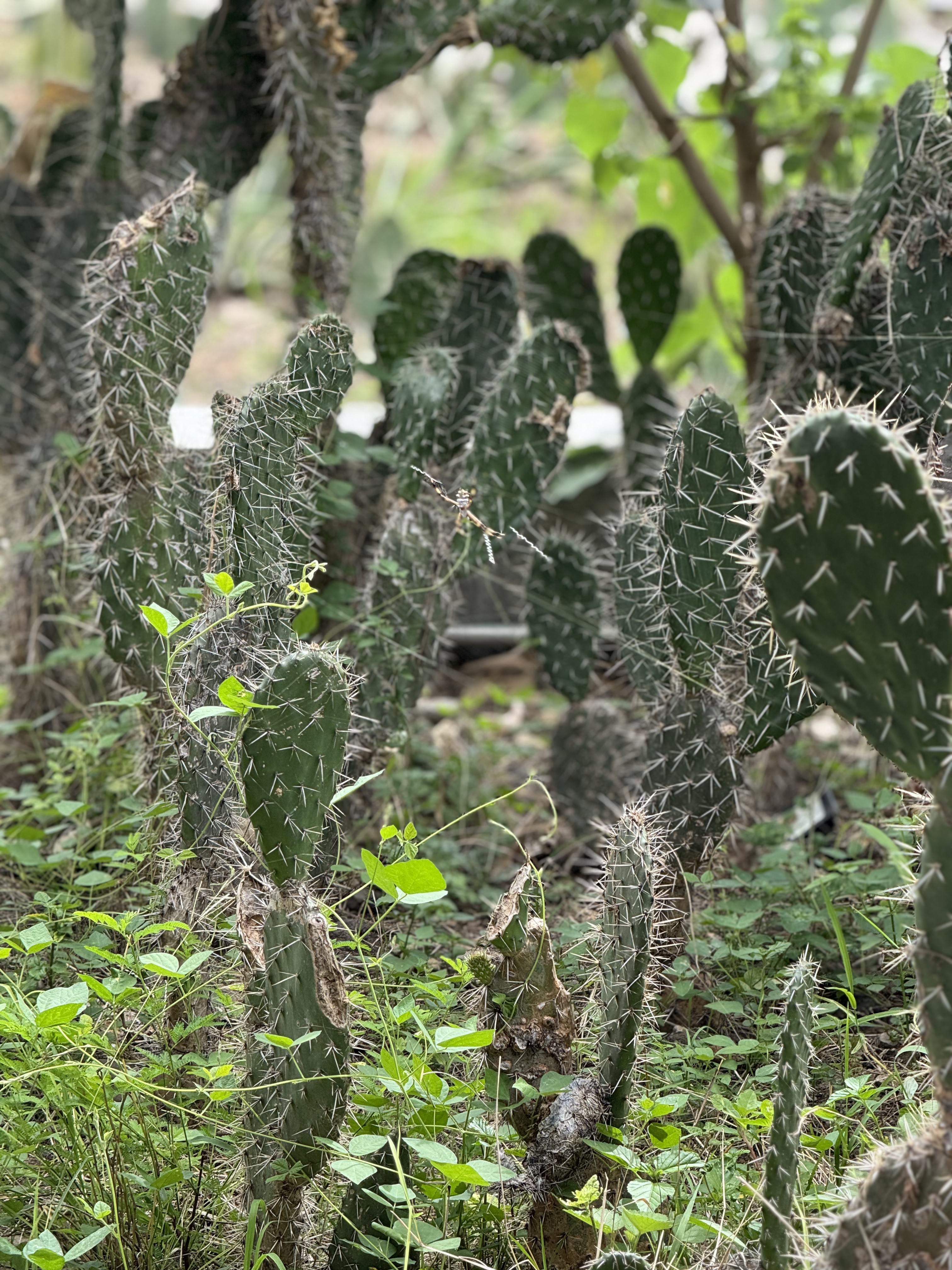 Vista panorámica del bosque seco tropical